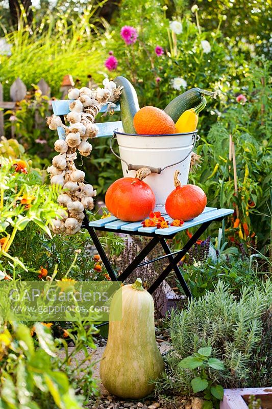 Autumnal harvest display of Pumpkins Squahes and Gourds in white enamel bucket on folding chair surrounded by herbs and edible plants.