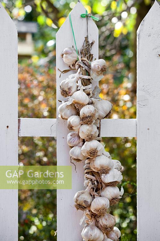 Garlic bulbs in plaits hanging from a wooden fence to dry before storing