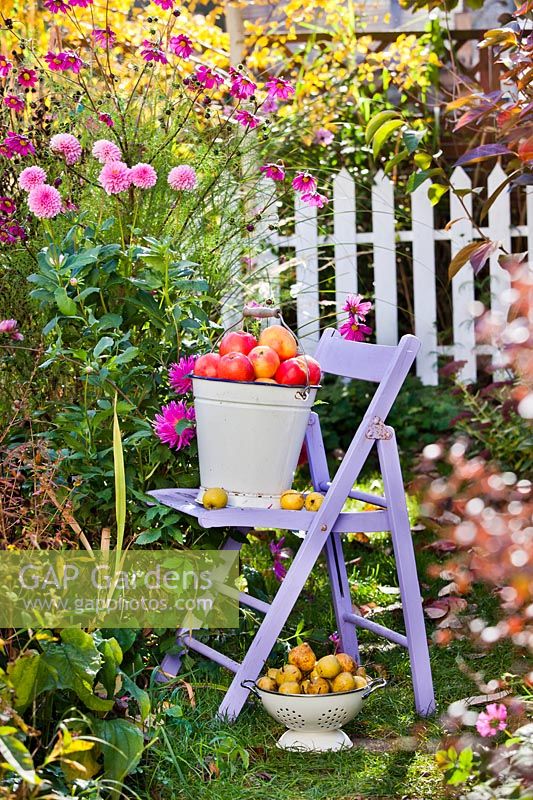 Lila, wooden ladder displaying harvest of apples and pears in a garden setting. 