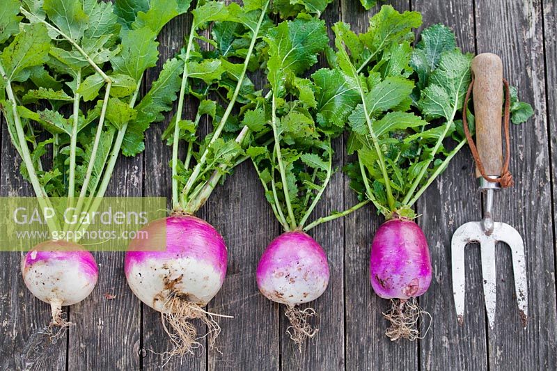 Turnips on a wooden table.