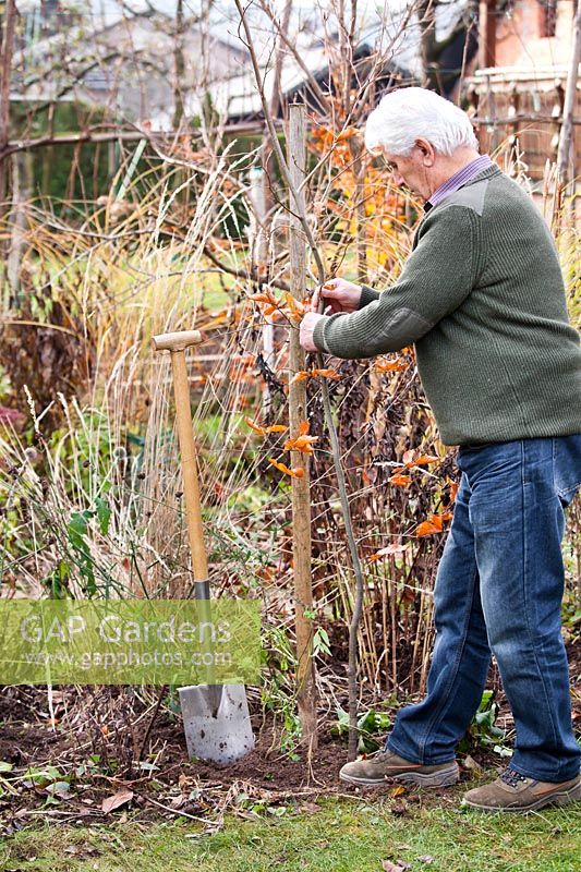 Man planting a young Fagus sylvatica, beech. 