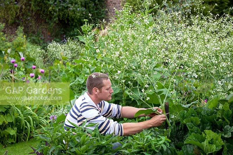 Staking a tall plant in a border - Crambe cordifolia - using a strong wooden post stake.