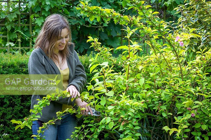 Woman pruning a spring flowering shrub, Weigela, after it has finished flowering by removing the flowered stems.