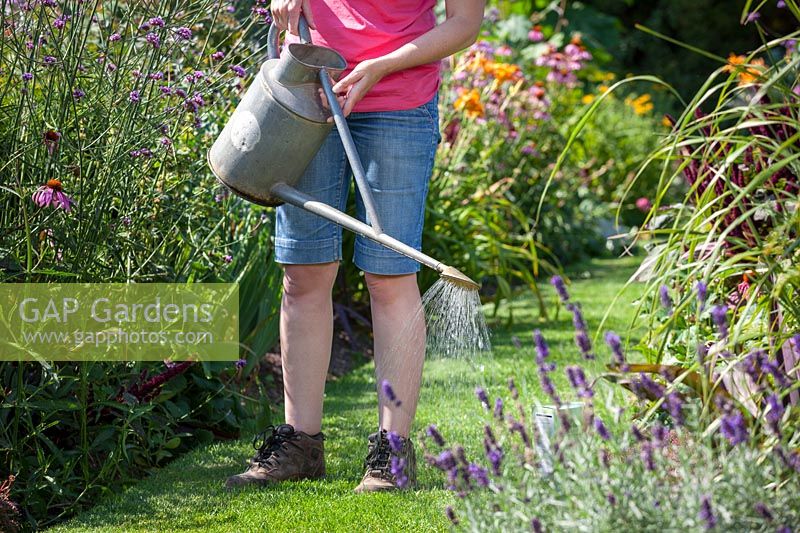 Person feeding a lawn using liquid feed from a watering can. 