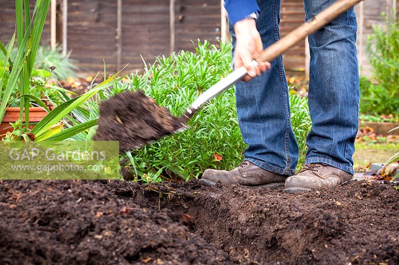 Man digging over a bed in the vegetable garden before winter