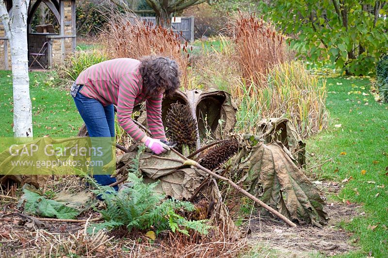 Woman removing Gunnera leaves and placing over the crown to protect them during winter. Gunnera manicata