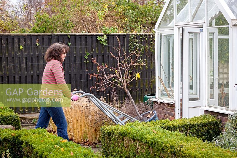 Woman using a sack truck to bring a large pot plant - Peach tree into the greenhouse for winter protection. Prunus persica