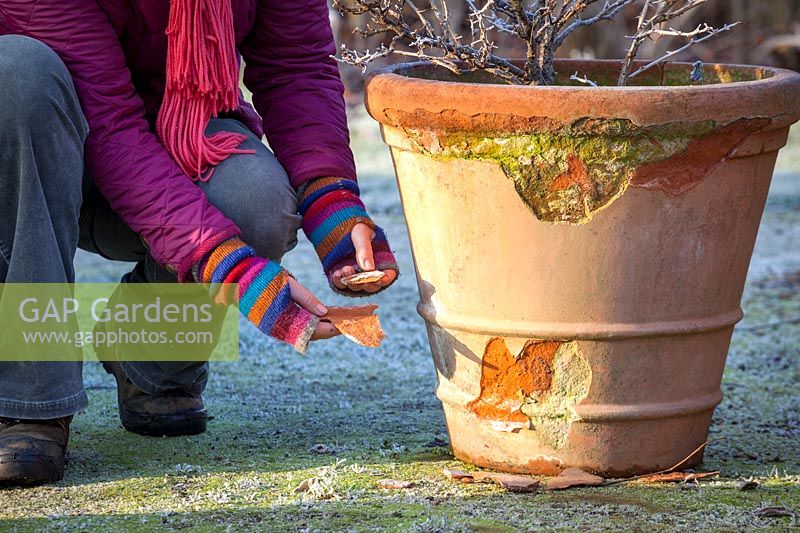 Woman inspecting a terracotta pot that has been damaged by frost. 