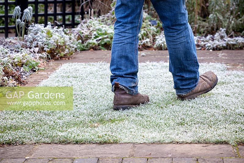 Man walking on a frosted lawn, which can cause damage. 