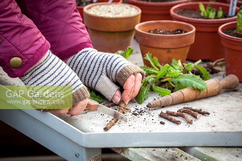 Taking root cuttings from an oriental poppy using a knife on a greenhouse bench.