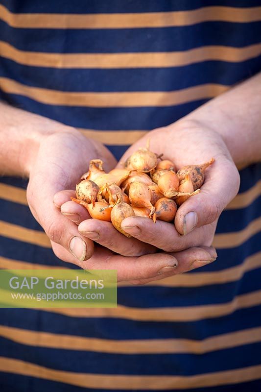 Holding a handful of onion sets ready for planting out in spring - Allium cepa