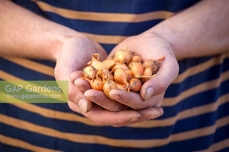 Holding a handful of onion sets ready for planting out in spring. Allium cepa