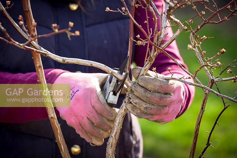 Pruning a blueberry bush in spring -  Removing old stems - Vaccinium