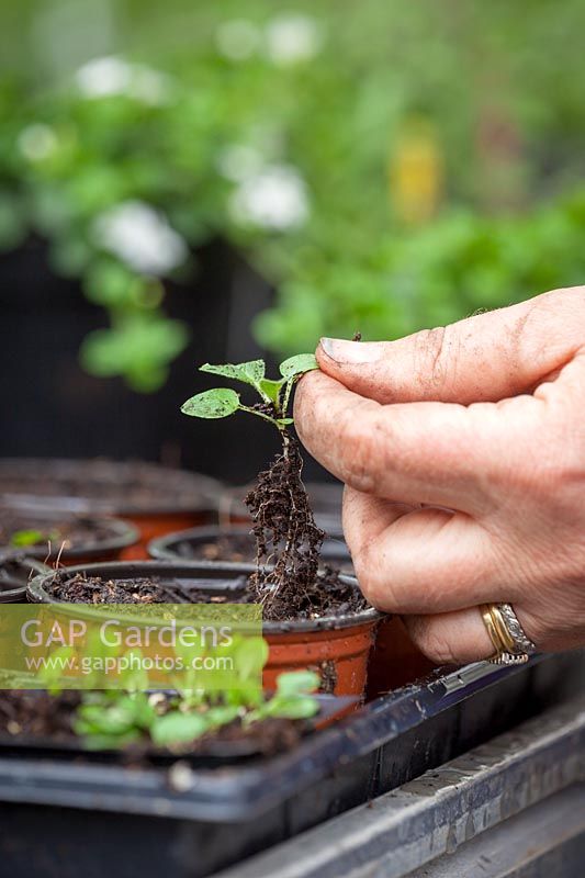 Pricking out seedlings in a greenhouse