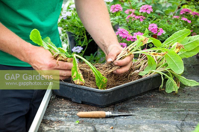 Man dividing Primulas with a knife after they have finished flowering