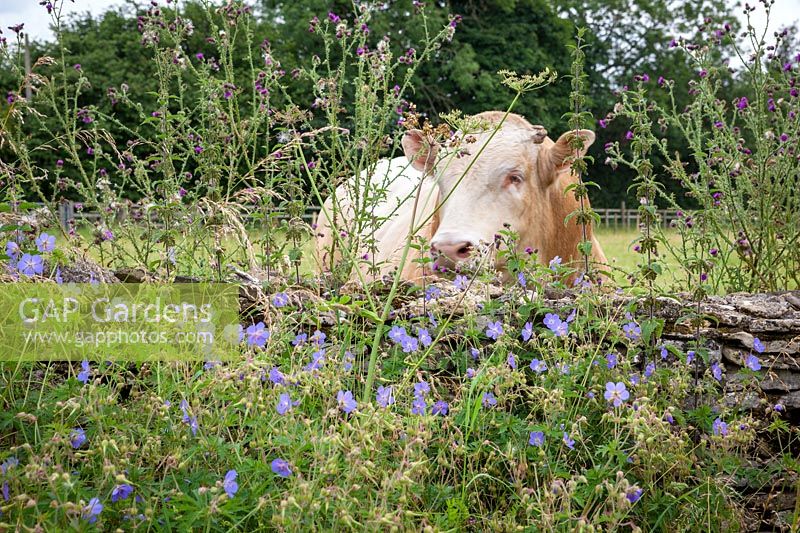 Meadow Cranesbill growing on a roadside verge in Gloucestershire with cow in the field beyond. Geranium pratense
