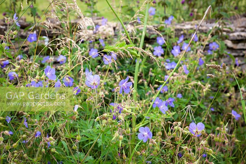 Meadow Cranesbill by a dry stone wall in Gloucestershire. Geranium pratense