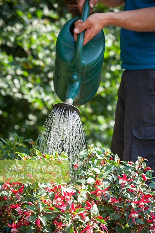 Feeding a container grown fuchsia with liquid feed using a watering can.