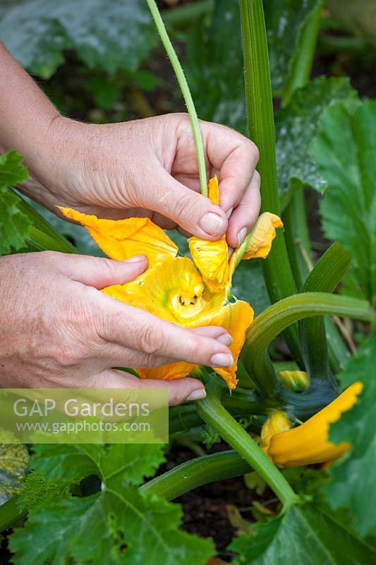 Using a male courgette flower to ensure pollinatation of a female flower in cool weather