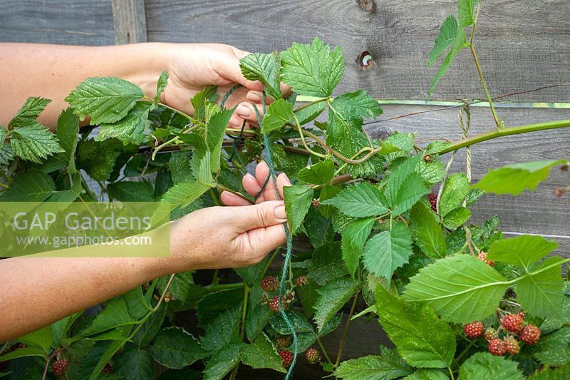 Tying in blackberries in summer