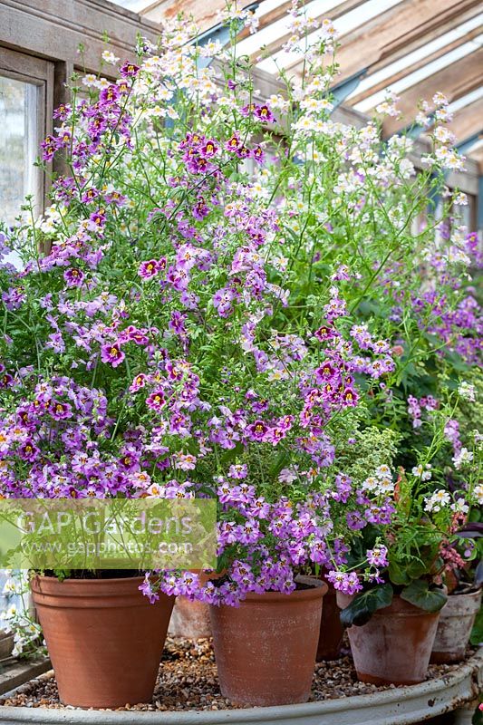Pot display of Schizanthus in the glasshouse at Parham House. Butterfly flower, Fringeflower, Poor-man's-orchid