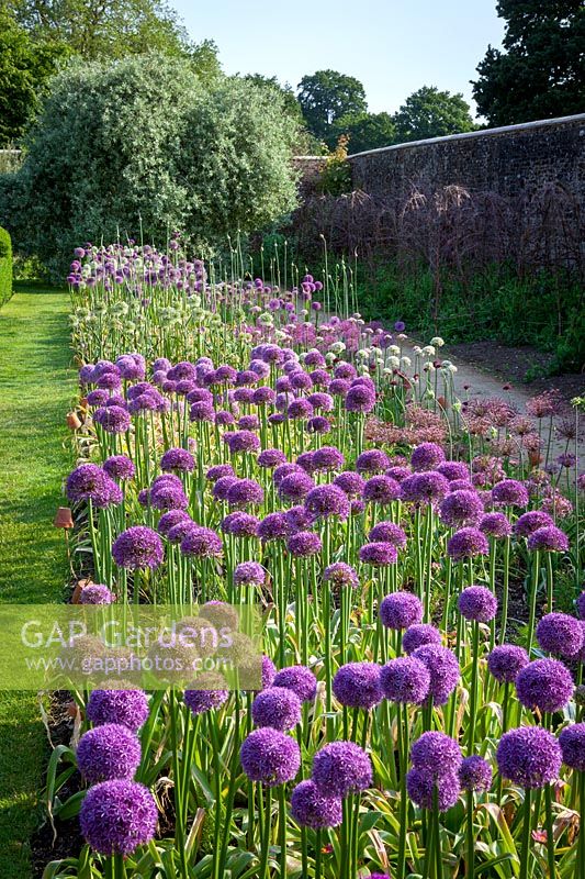 The allium festival bulb trial at Parham House and Gardens, West Sussex