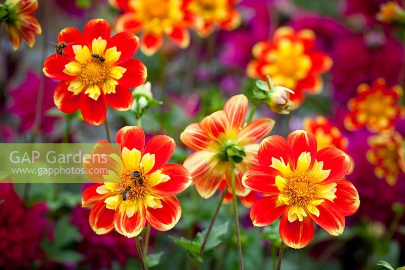 Dahlia 'Pooh' syn. 'D. Pooh - Swan Island' AGM with bees