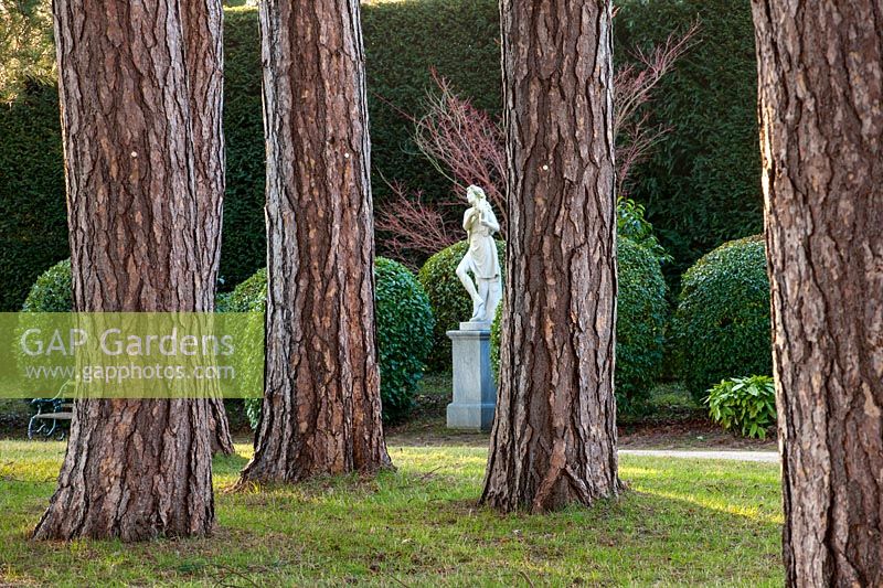 View through pine trees to white statue at Bodsworth Hall, Yorkshire.  