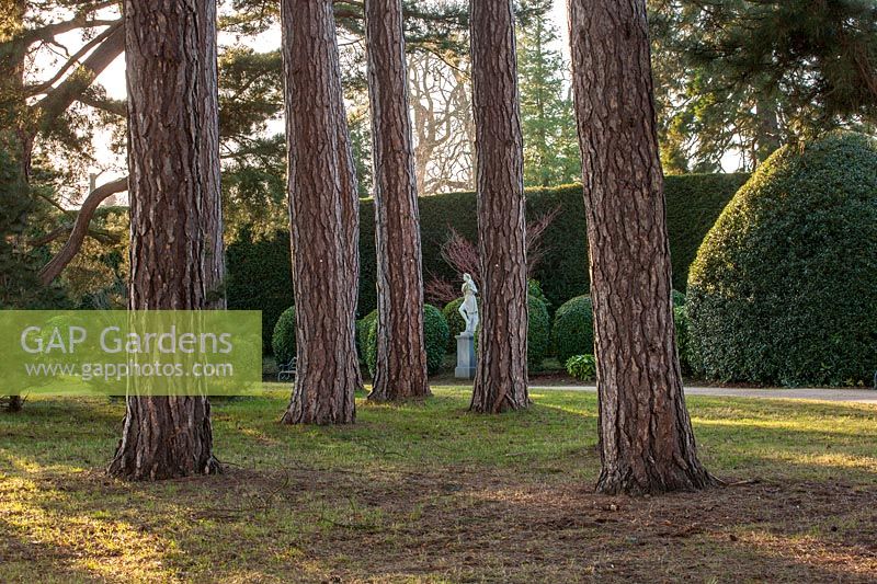 View of statue and evergreen topiary balls as seen through pine trees in lawn at Brodsworth Hall, Yorkshire. 