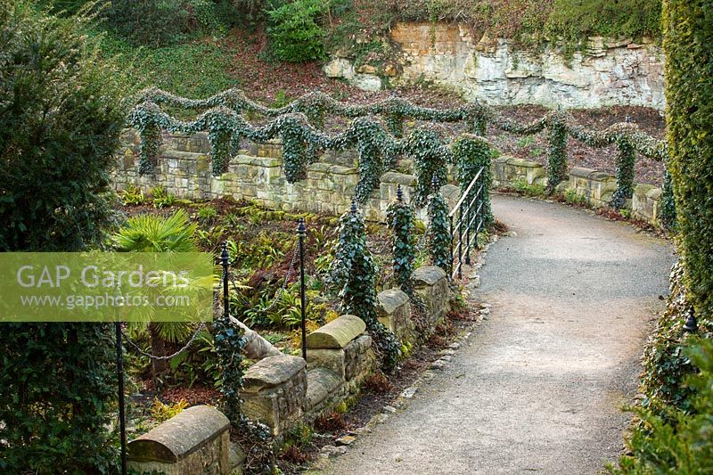 A view of a path with swags of Hedera, Ivy at Brodsworth Hall, Yorkshire.  