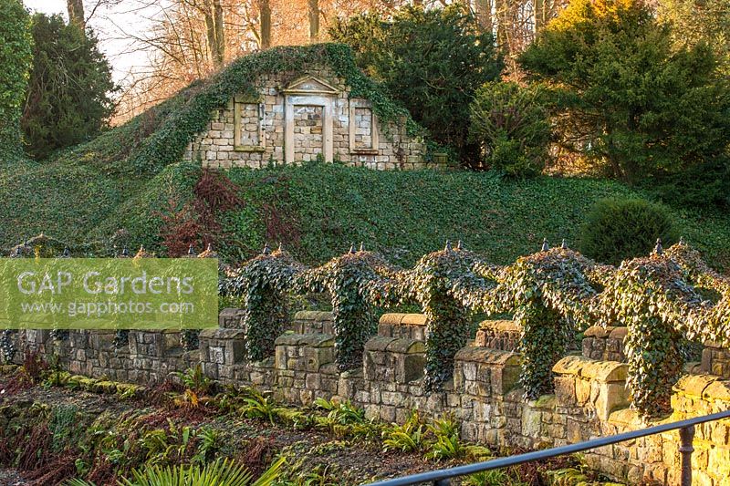 A view of garden wall covered with Hedera, ivy,  at Brodsworth Hall, Yorkshire.
