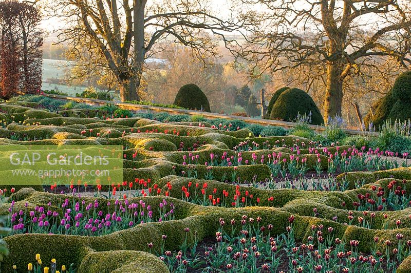 A view of the flowering borders, topiary and parterre garden at Broughton Grange, Oxfordshire.
