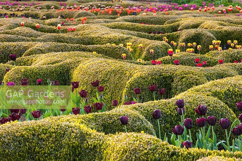 Clipped parterre planted with flowering Tulipa at Broughton Grange, Oxfordshire. 
