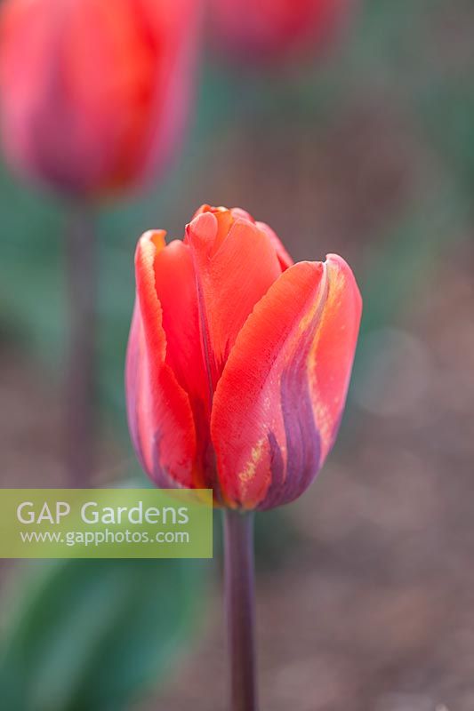Tulipa 'Hermitage'