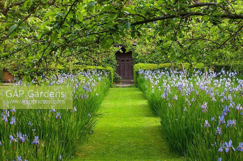Orchard with apple trees underplanted with Iris sibirica 'Papillon' either side a grass path
