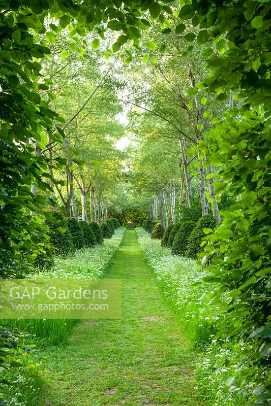Grass path with Cow parsley, White poplars - Populus 'Alba' and clipped topiary yews, 