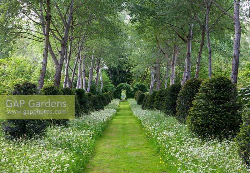 Grass path and cow parsley, white poplars - Populus 'Alba' and clipped topiary yews.