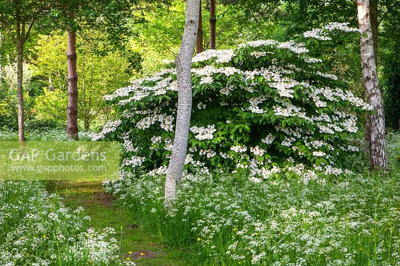 Viburnum and Cow parsley, Herefordshire.