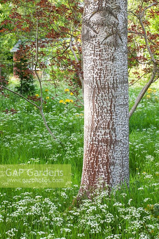 Bark of a white poplar - Populus 'Alba'and cow parsley, Herefordshire.