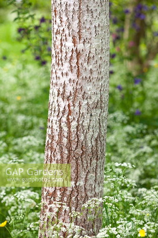 Bark of a white poplar - Populus 'Alba' and cow parsley, Herefordshire.