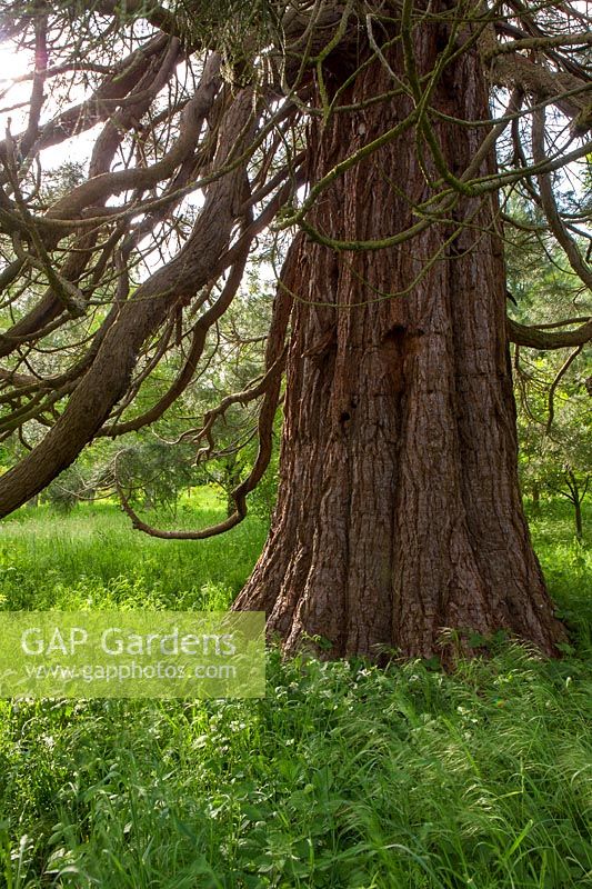 Bark of Sequoiadendron giganteum - Wellingtonia tree, Herefordshire.