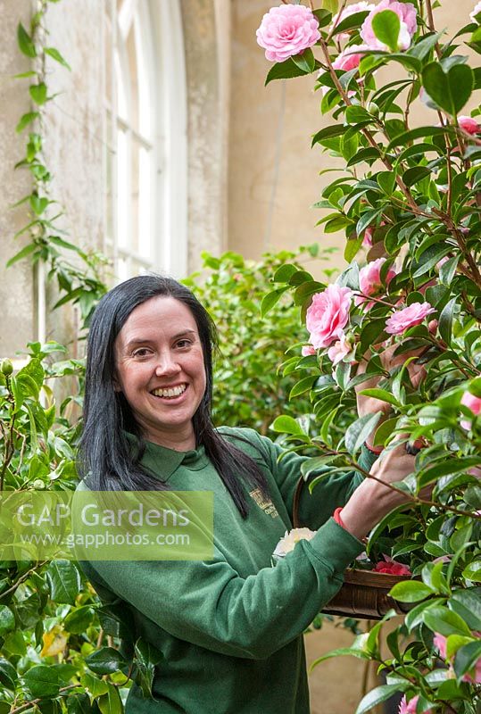 Gardener in the glasshouse with Camellia x williamsii 