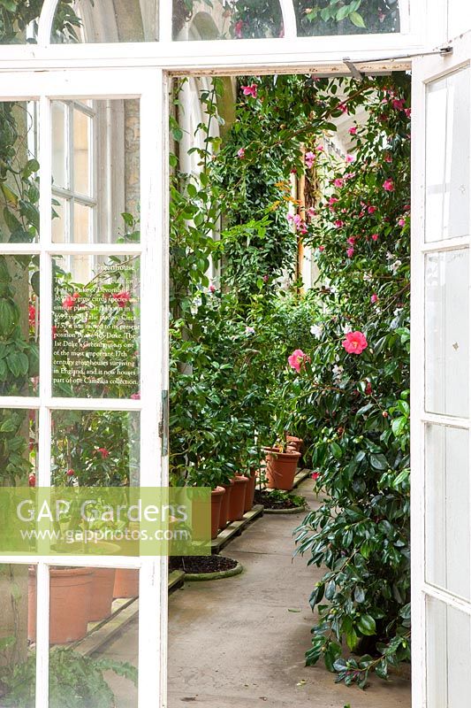 View through door into historic glasshouse housing camellias
