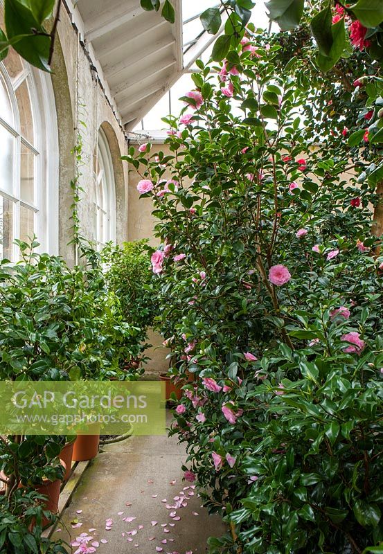 Glasshouse with camellias 
