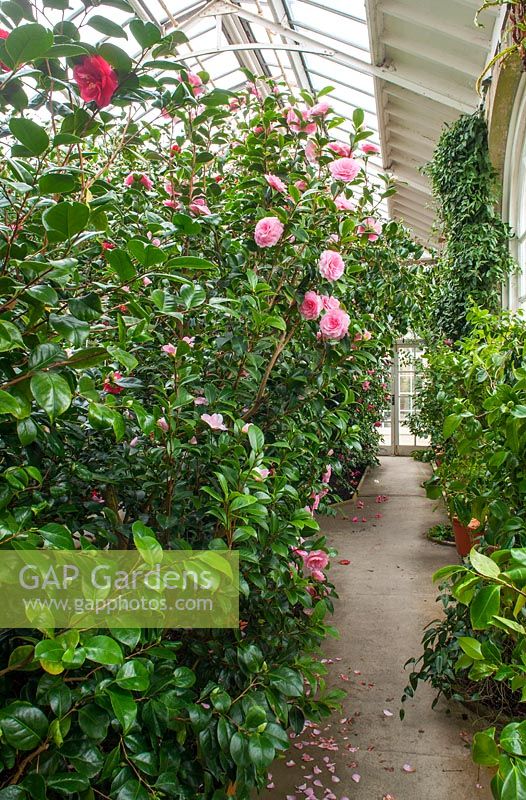 Inside glasshouse with camellias such as Camellia x williamsii 
