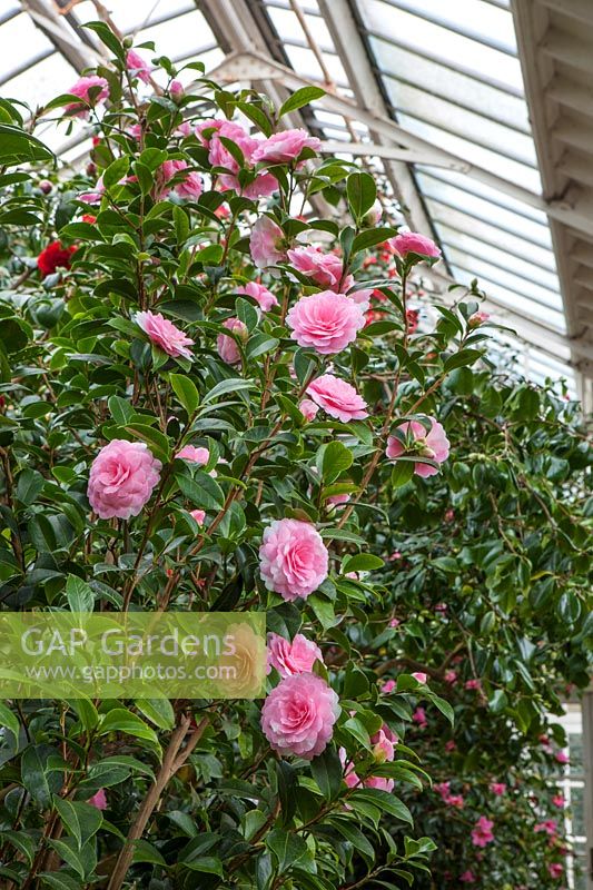 Camellia x williamsii 'E.G. Waterhouse' in flower underglass