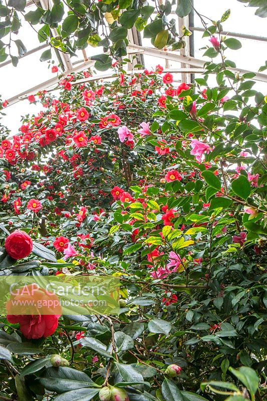 Camellias flowering in the glasshouse, C. japonica 'Jupiter' has red flowers with yellow centres, 
in the foreground is C. japonica 'Madame Lebois' and C.japonica 'Latifolia'
