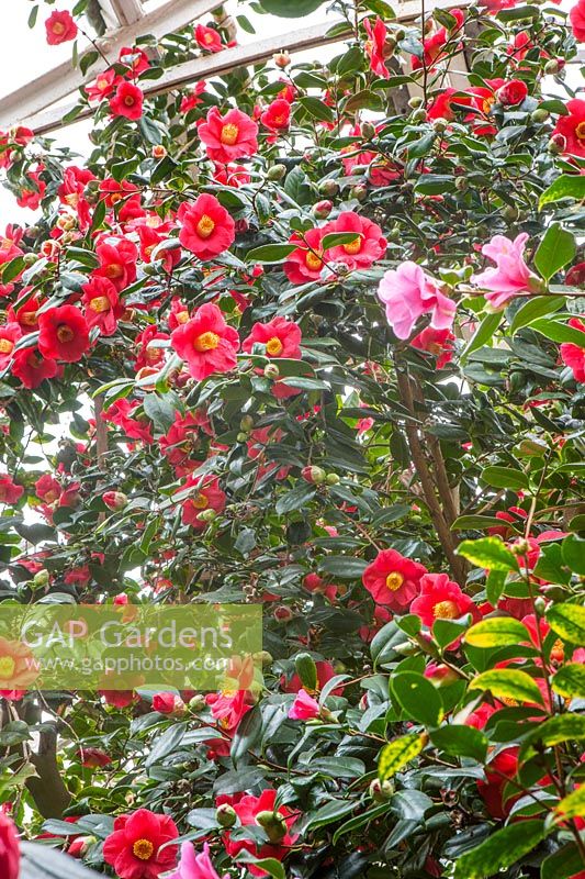 Camellia japonica 'Jupiter' flowers, reaching up to top of glasshouse
