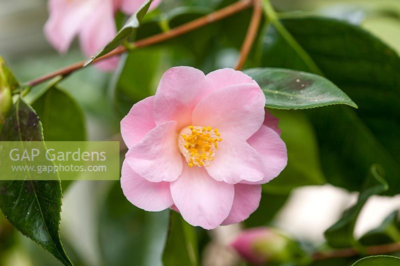 Camellia japonica 'Berenice Boddy', a semi-double flower mostly light pink, 
sometimes streaked white