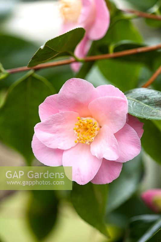 Camellia japonica 'Berenice Boddy', semi-double flower that is light pink, 
sometimes streaked white